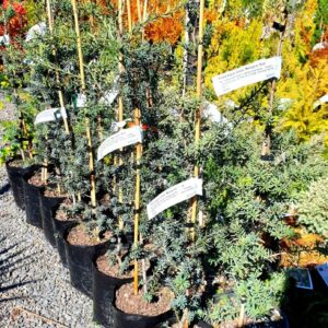 Podocarpus Matapouri Blue - Pb6.5/Pb8 (50/120)