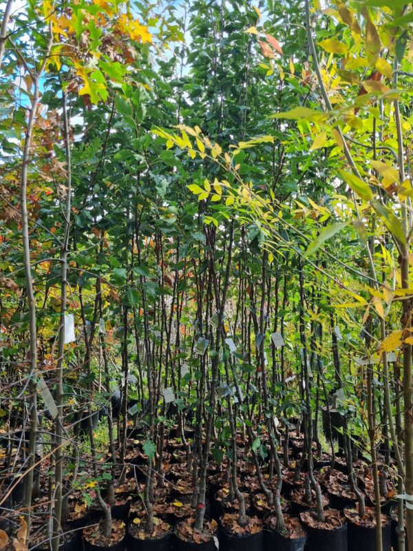 Pyrus Aristocrat - 240-280cm - Image 2