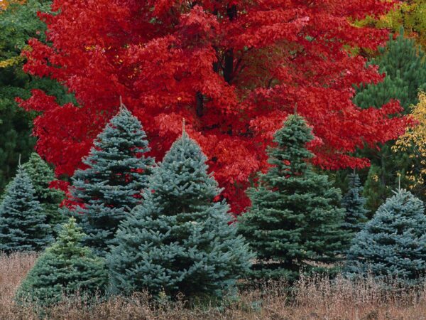 Acer rubrum  Canadian Red Maple - 25Ltr - Image 2