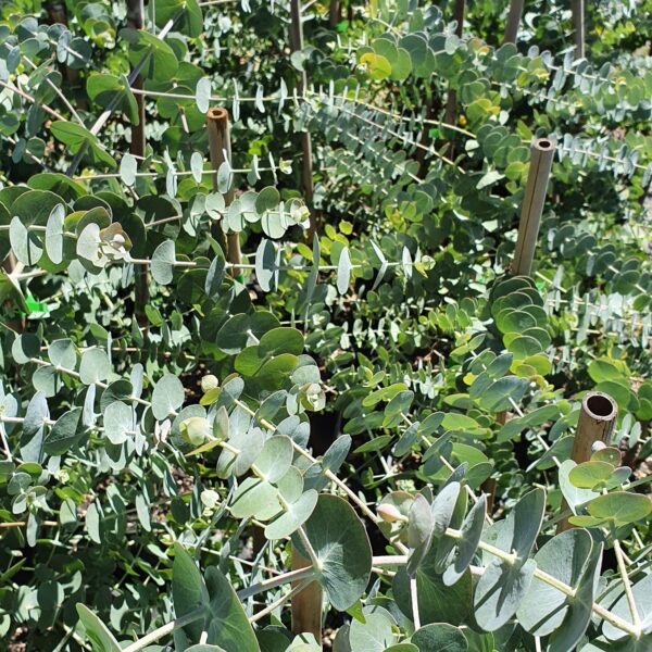 Eucalyptus Baby Blue - Pot - Image 2
