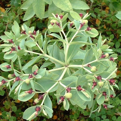 Euphorbia glauca, Waiuatua - Pb5 (15/30) - Image 2