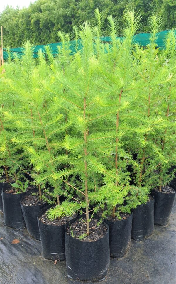Larix kaempferi, Japanese Larch  - Pb12 (100/200) - Image 3