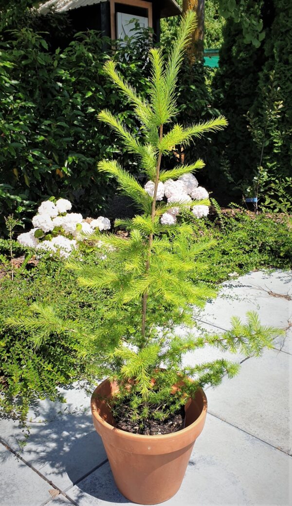Larix kaempferi, Japanese Larch  - Pb12 (100/200)