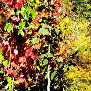 Tilia platyphyllos, Large-Leaved Linden - 35Ltr (250/270cm)
