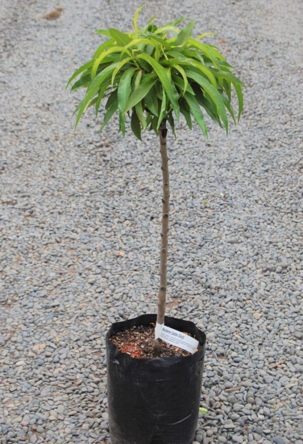 Nectarine Garden Delight (dwarf) - Pb12/18 - Image 2