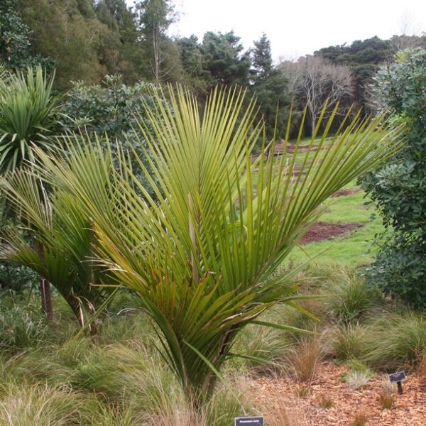 Rhopalostylis sapida - Nikau Palm