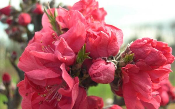 Peach Rose Chiffon (dwarf) - Pb18 - Image 2