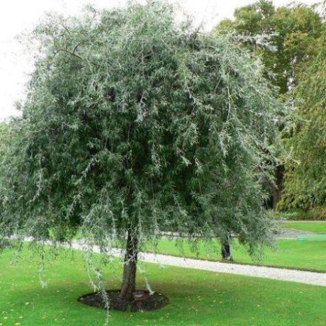 Pyrus Pendula STD, Weeping Silver Pear - 25Lt - Image 2