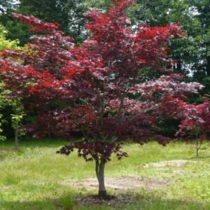 Acer Bloodgood - Pb28/Pb40