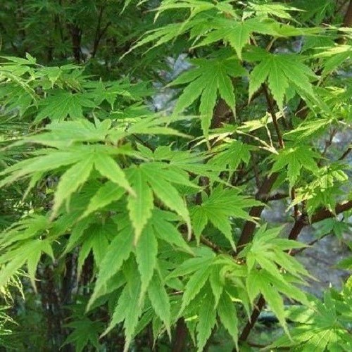 Acer Crippsii, Japanese Maple - Pb18/Pb28