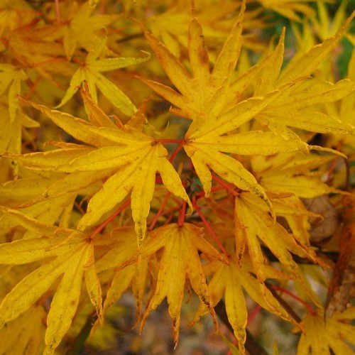 Acer Crippsii, Japanese Maple - Pb18/Pb28 - Image 2