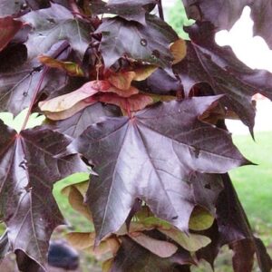 Acer platanoides Nigrum, Purple Norway Maple - Pb8/Pb12