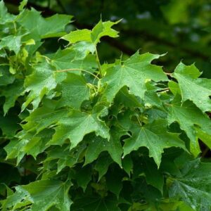 Acer platanoides, Norway maple - Pb12