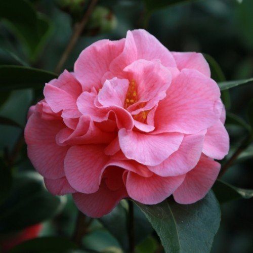 Camellia Scentsation - PB6.5 (60/80)