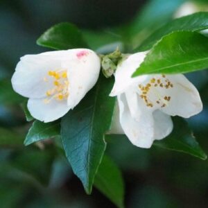 Camellia transnokoensis - Pb5/Pb6.5