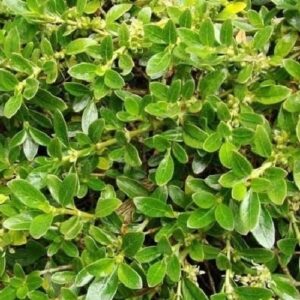 Coprosma prostrata, Mirror Plant - Pot