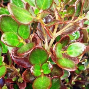 Coprosma Plum Hussey - Pb5/3Ltr