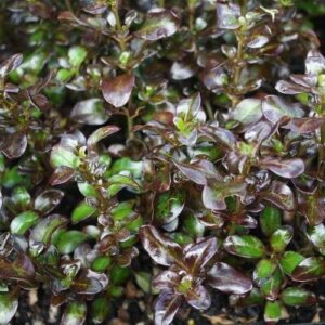 Coprosma Yvonne - Pb5