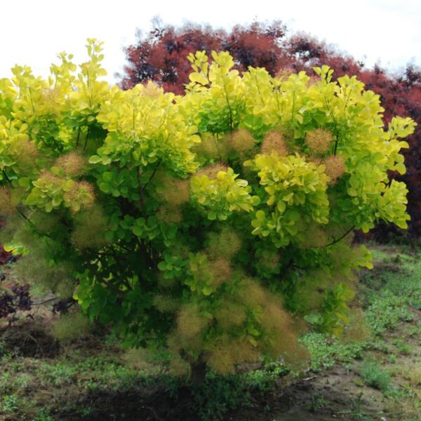 Cotinus Golden Spirit, Golden Smoke Bush - Pot - Image 2