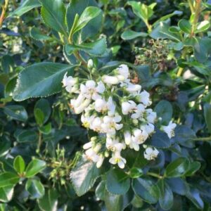 Escallonia White Knight - Pb6.5