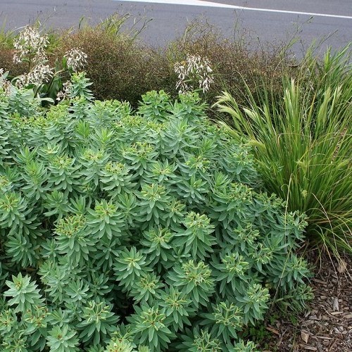 Euphorbia glauca, Waiuatua - Pb5 (15/30)