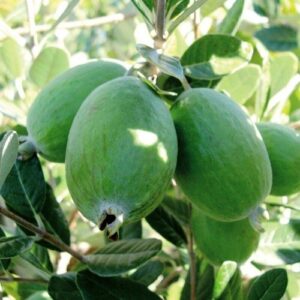 Feijoa Gemini - 3.5Ltr (90/110)