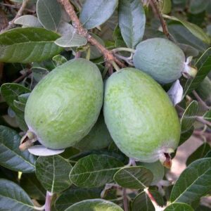 Feijoa Pounamu - 3.5Ltr