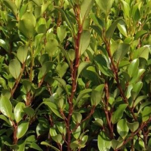 Griselinia Canterbury - Pb5/2.5Ltr