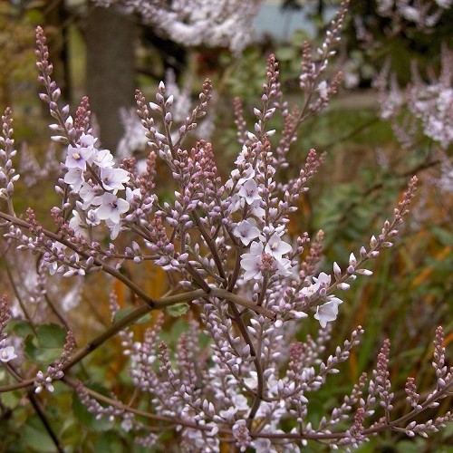 Hebe hulkeana, Heliohebe - Pb6.5