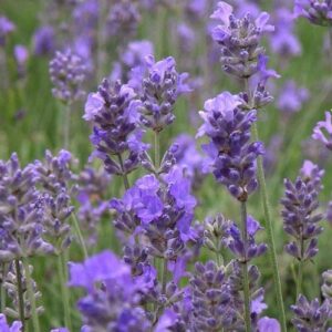 Lavandula Hidcote Blue - Pb5