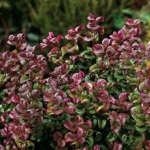 Leucothoe a. Curly Red - Pb6.5