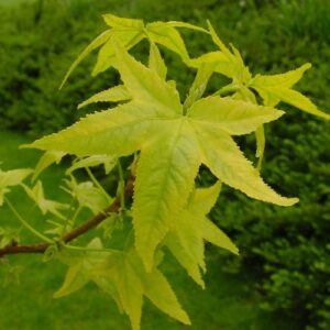 Liquidambar Moonbeam, Sweet Gum - 45Ltr (2.6m/3m)