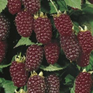 Loganberry Waimate - Pb6.5