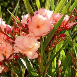 Nerium Mrs F. Roeding, Oleander - Pb6.5