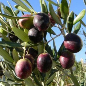 Olive Manzanillo - 4.5Ltr (150/160)