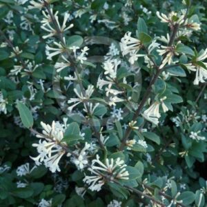 Osmanthus Pearly Gates - 2.5Ltr (30/40)