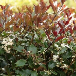 Osmanthus h. Purpurea - Pb5 (30/40 cm )