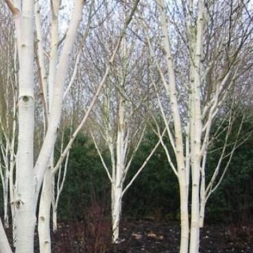 Betula jacquemontii 'Dazzler' - PB40 (160/200)