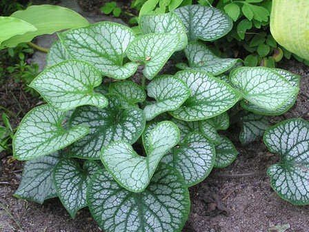Brunnera macrophylla Jack Frost - 2.5L (15/25)
