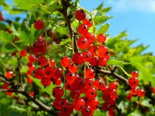 Red Currant Red - Pb5/6.5