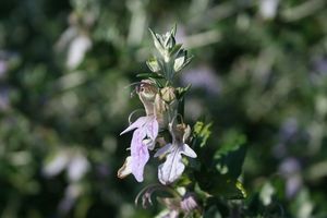 Teucrium fruticans - TUBE (44105)