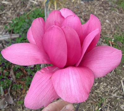 Magnolia Vulcan - 15L Pot (160/180)