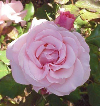 Bush Rose - Floribunda 'Bridal Pink'