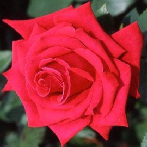 Bush Rose - Hybrid tea National Trust