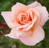 Bush Rose - Floribunda 'Scent to Remember'