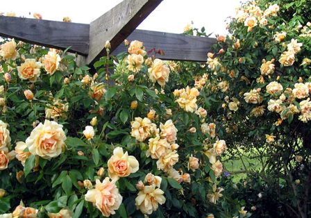 Climber / Rambler Rose – Crepuscule – Greenleaf Nurseries