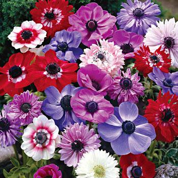 Anemone St Brigid (Double Flowering) - Mixed