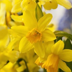Daffodils Miniature - Tete-a-tete