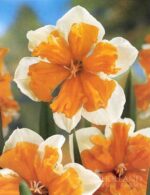 Daffodils Split Corona - Orangery