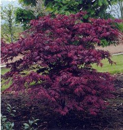 Acer palmatum Atropurpureum - PB6.5 (140/160)